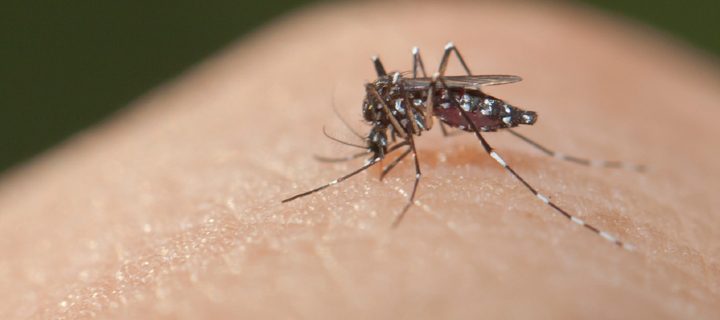 Zika Picture