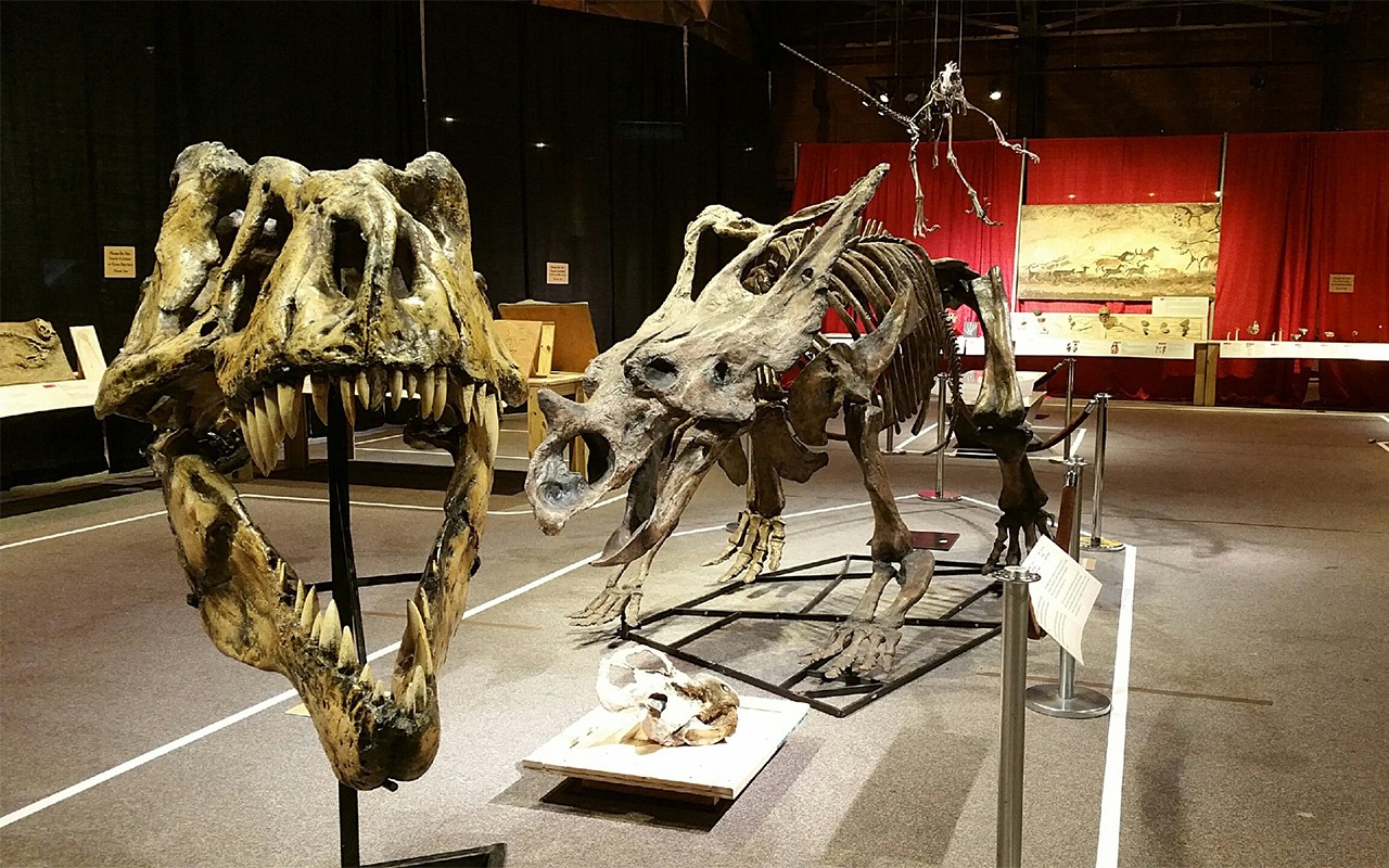 PALEO-The-Story-of-Life,-Museum-of-Science-and-Technology,-Syracuse,-NY-Installation-Photograph